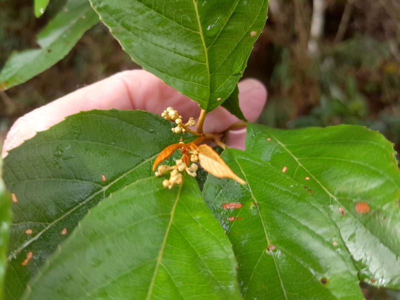 Argophyllum curtum photo 4