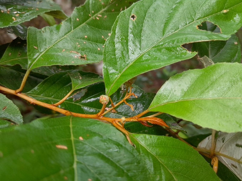 Argophyllum curtum photo 5