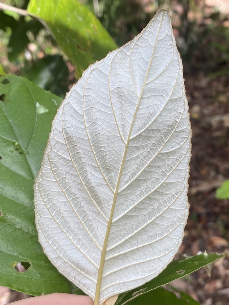 Argophyllum curtum photo 6