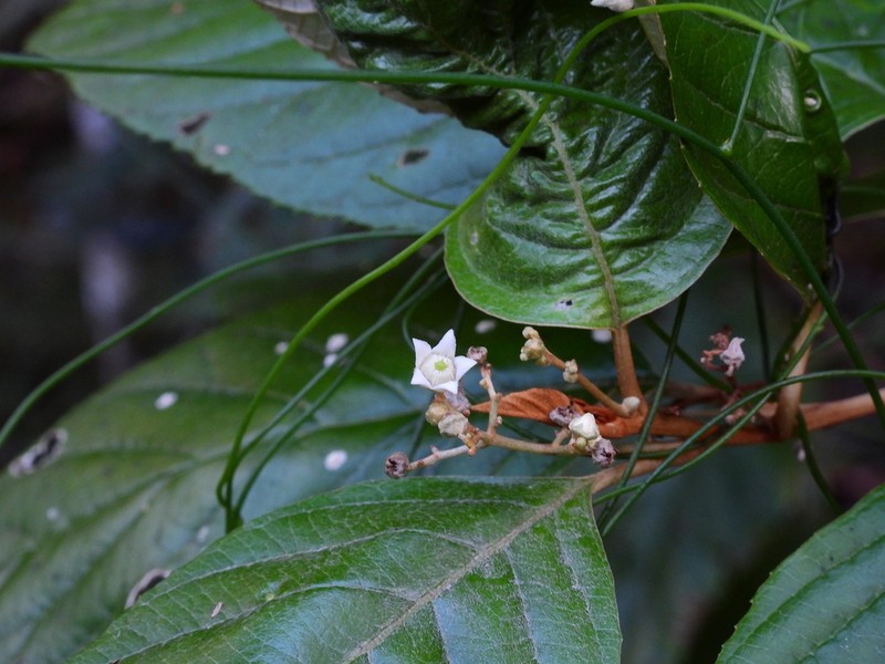 Argophyllum curtum photo 7