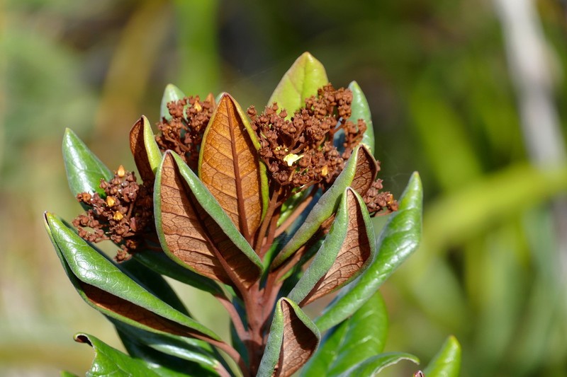 Argophyllum ellipticum