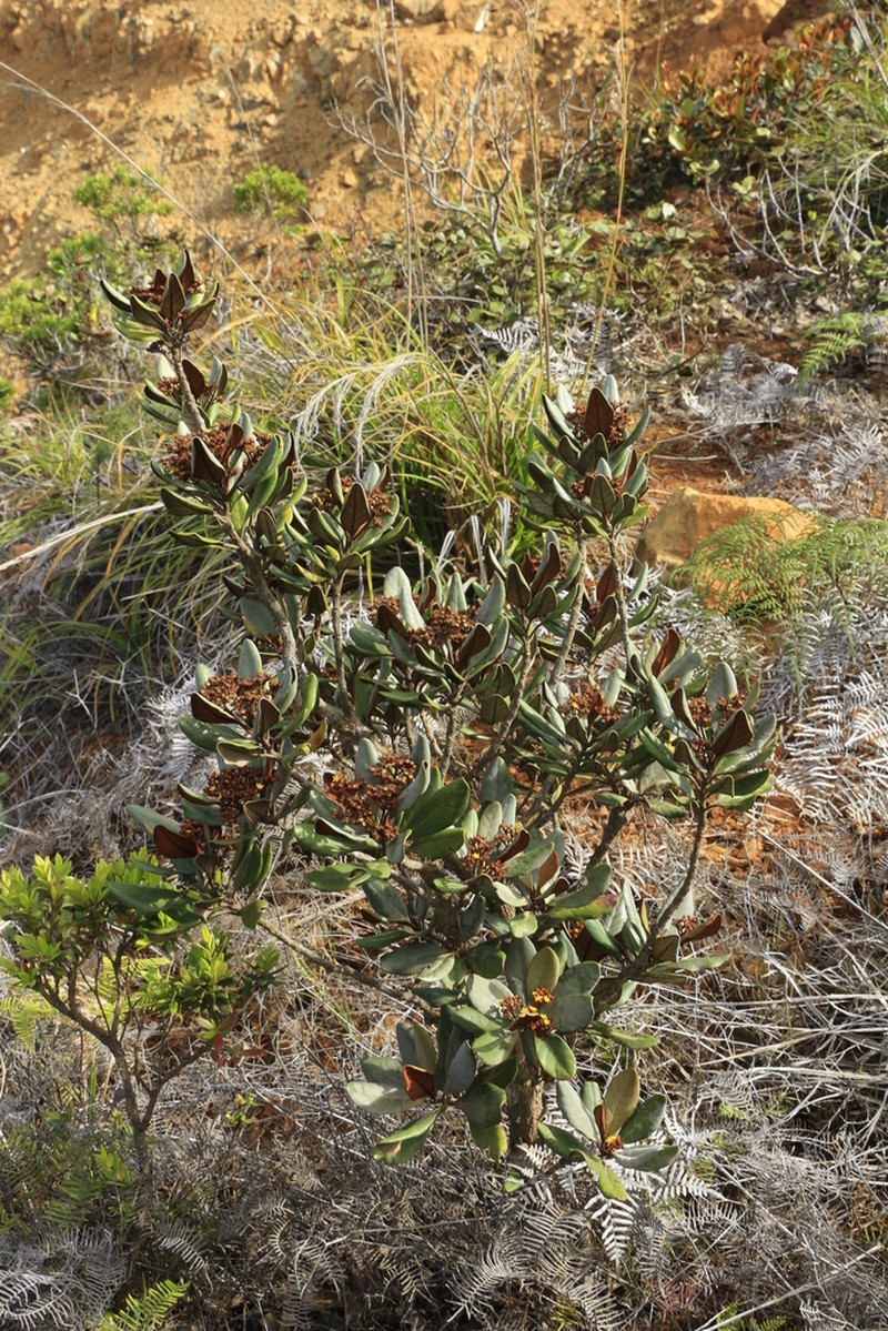 Argophyllum ellipticum photo 2