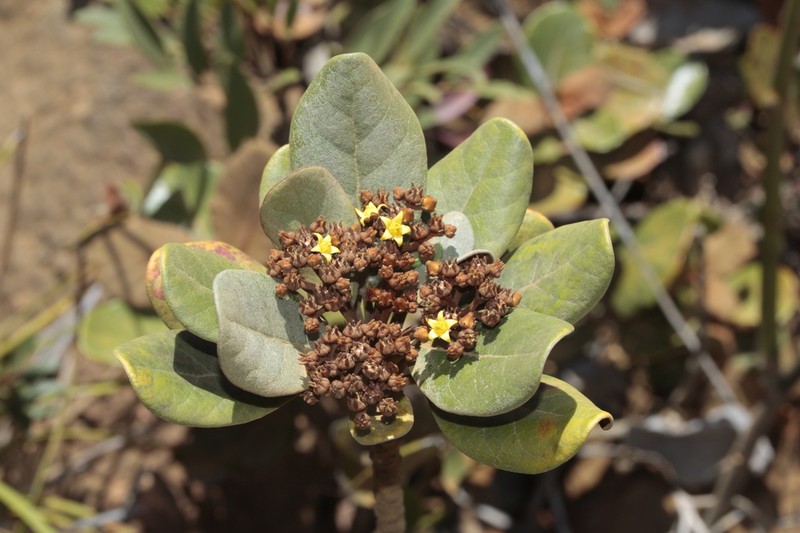 Argophyllum ellipticum photo 3
