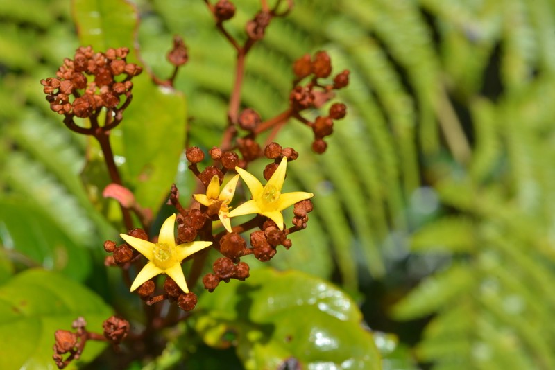 Argophyllum ellipticum photo 4