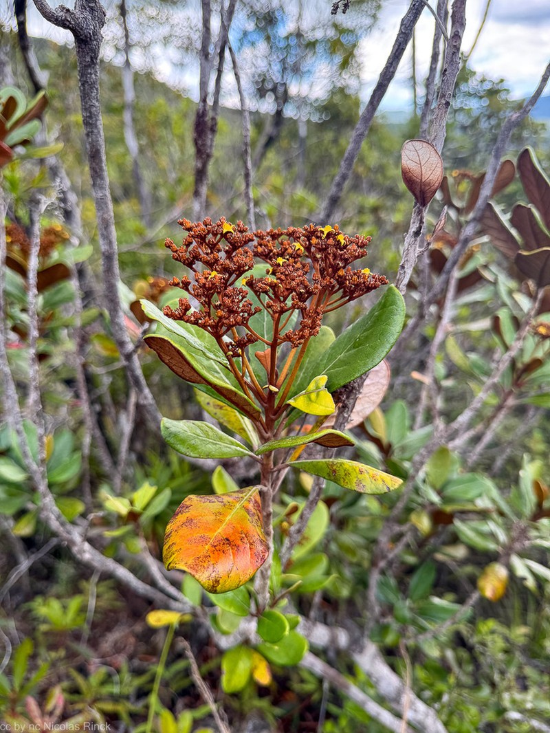 Argophyllum ellipticum photo 5