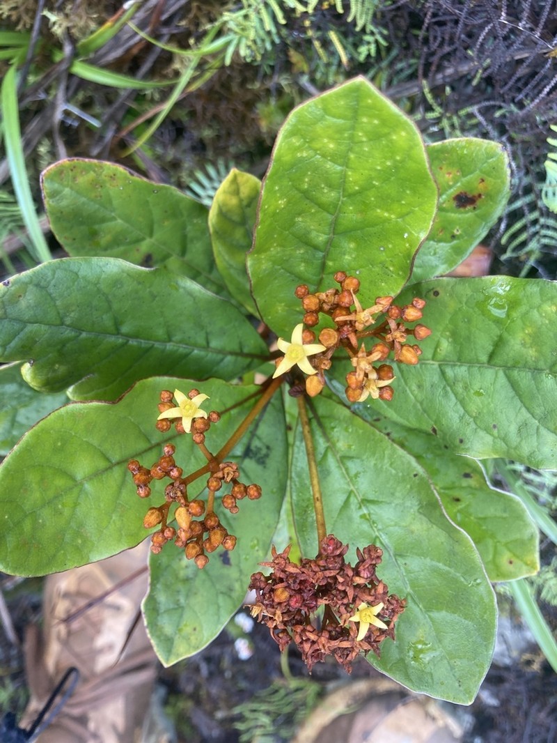 Argophyllum ellipticum photo 6