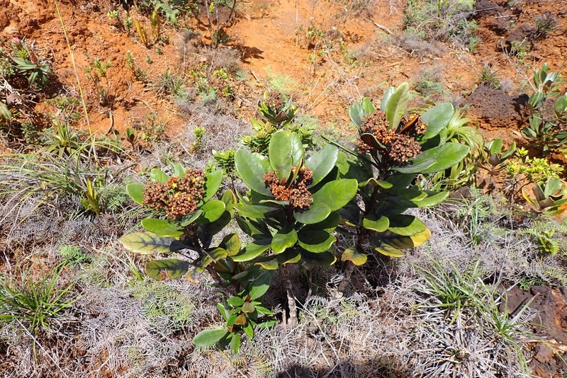 Argophyllum ellipticum photo 7