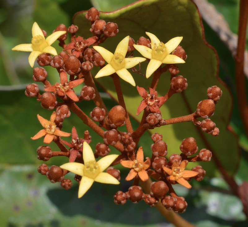 Argophyllum ellipticum photo 8