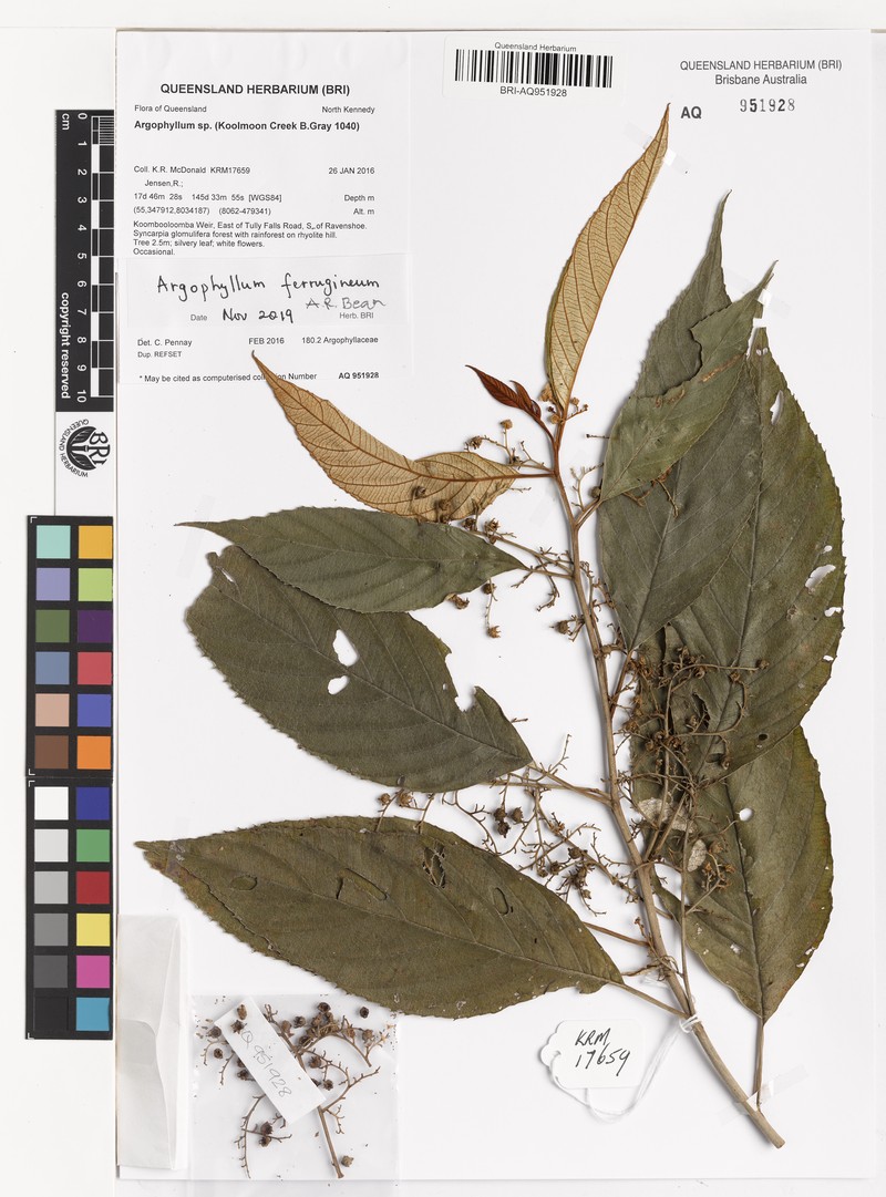 Argophyllum ferrugineum