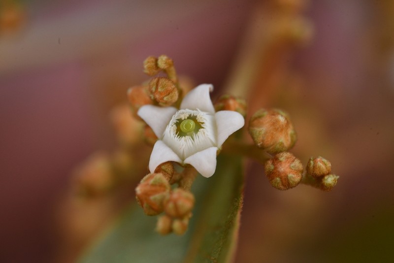 Argophyllum ferrugineum