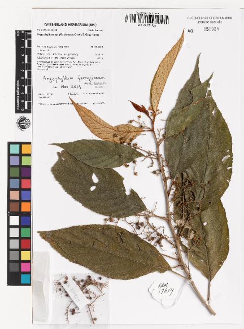 Argophyllum ferrugineum photo 2