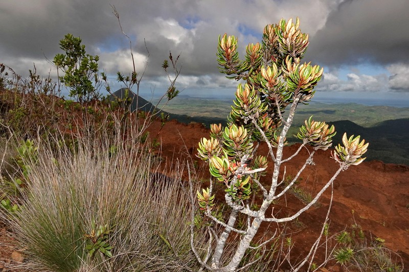 Argophyllum grunowii