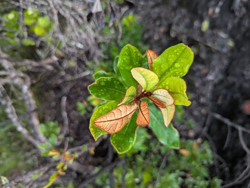 Argophyllum grunowii photo 2
