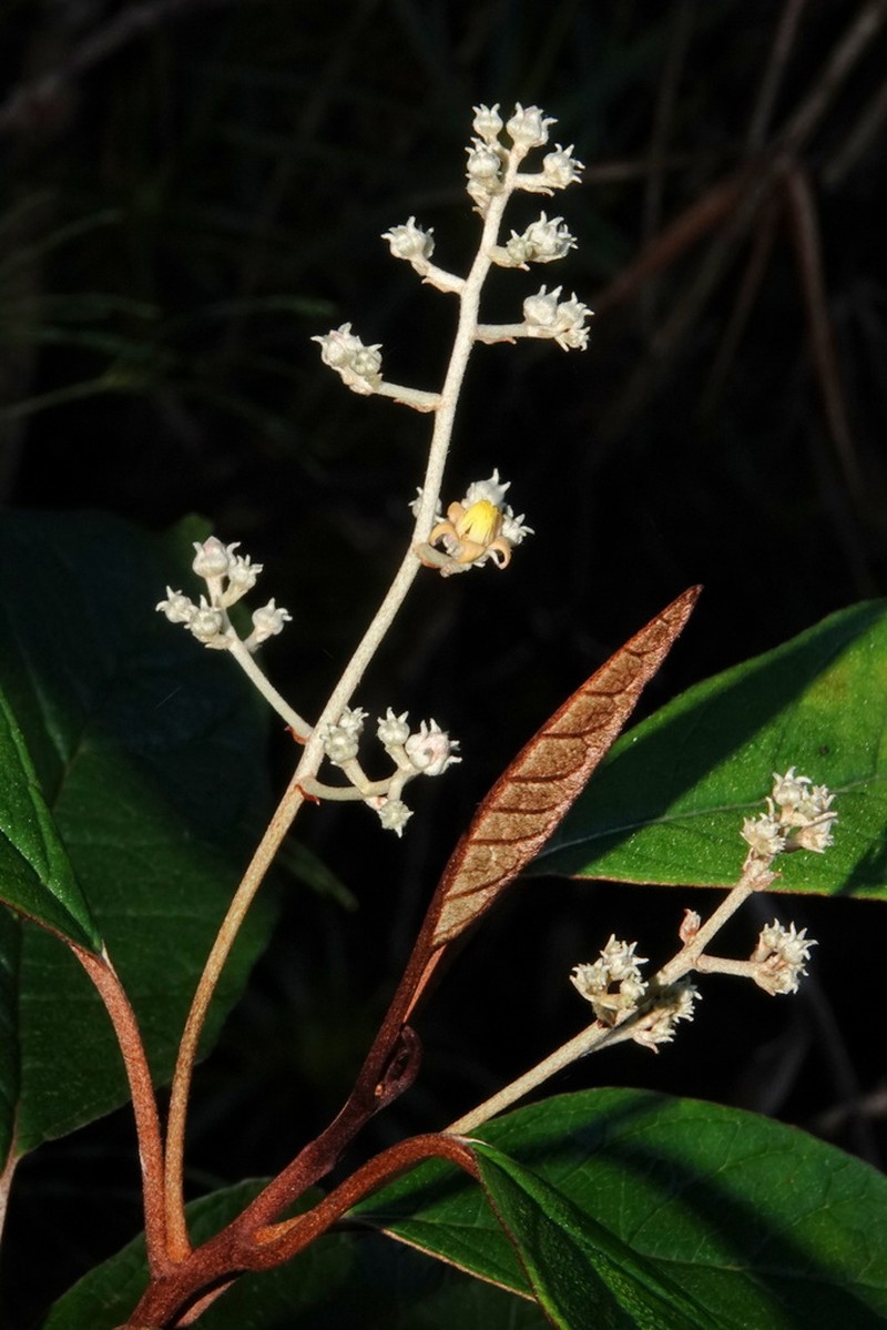 Argophyllum grunowii photo 3