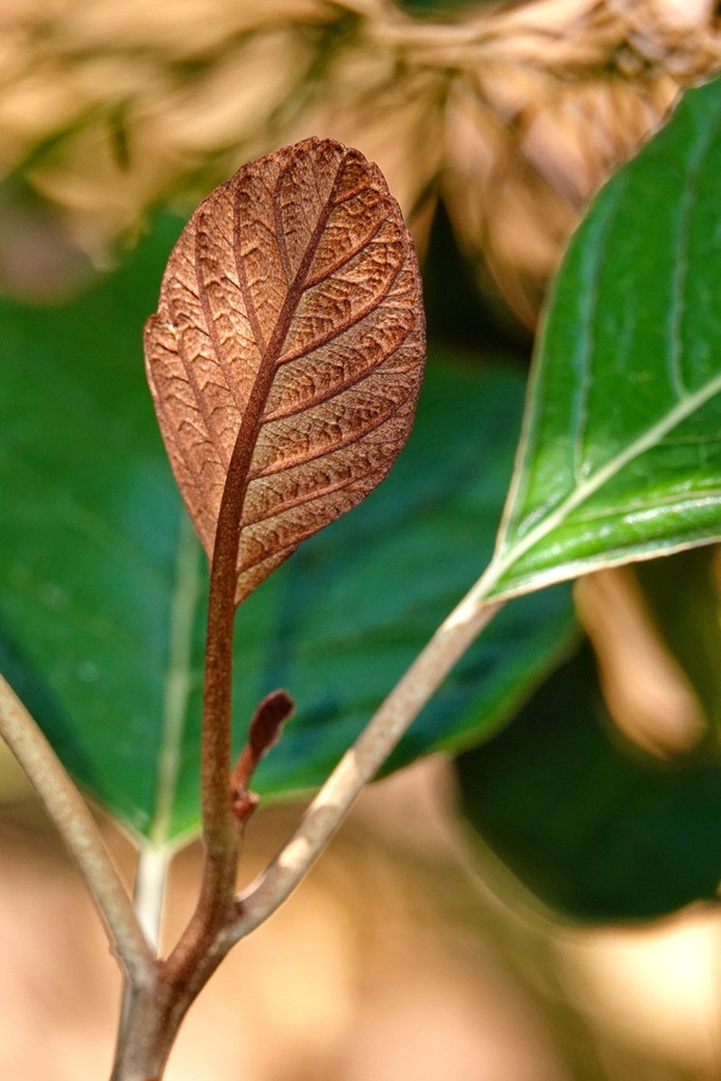 Argophyllum grunowii photo 4