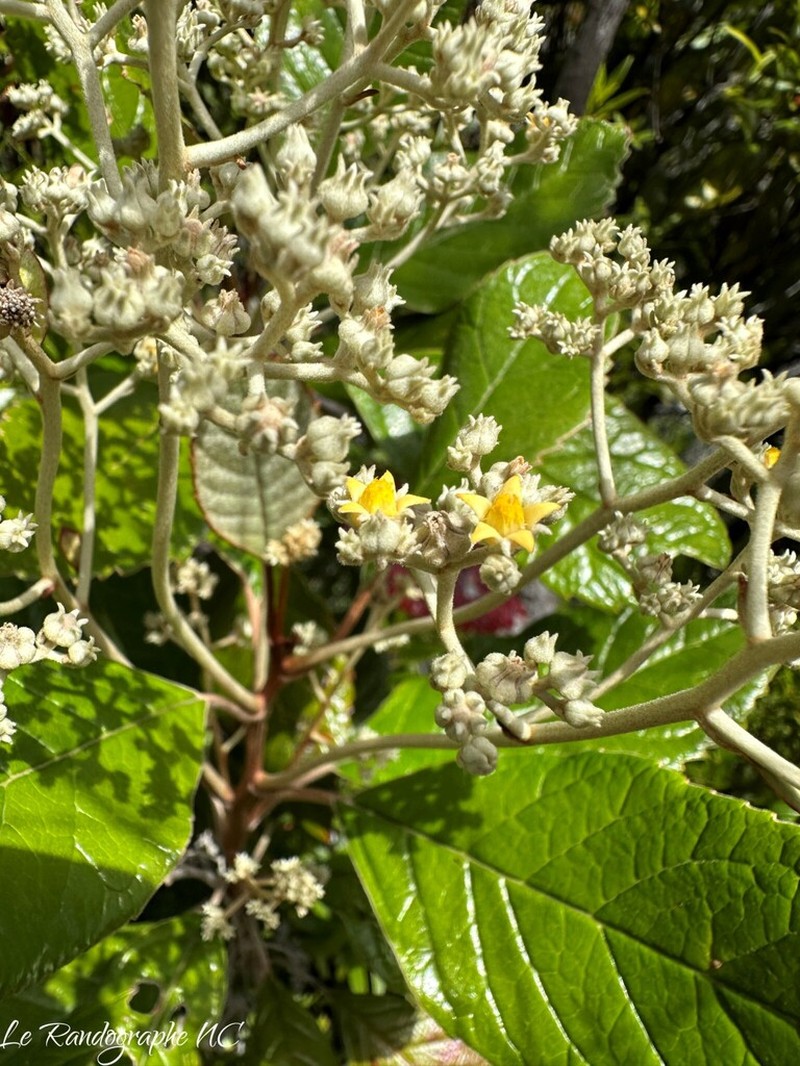 Argophyllum grunowii photo 5