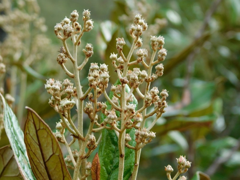 Argophyllum grunowii photo 6