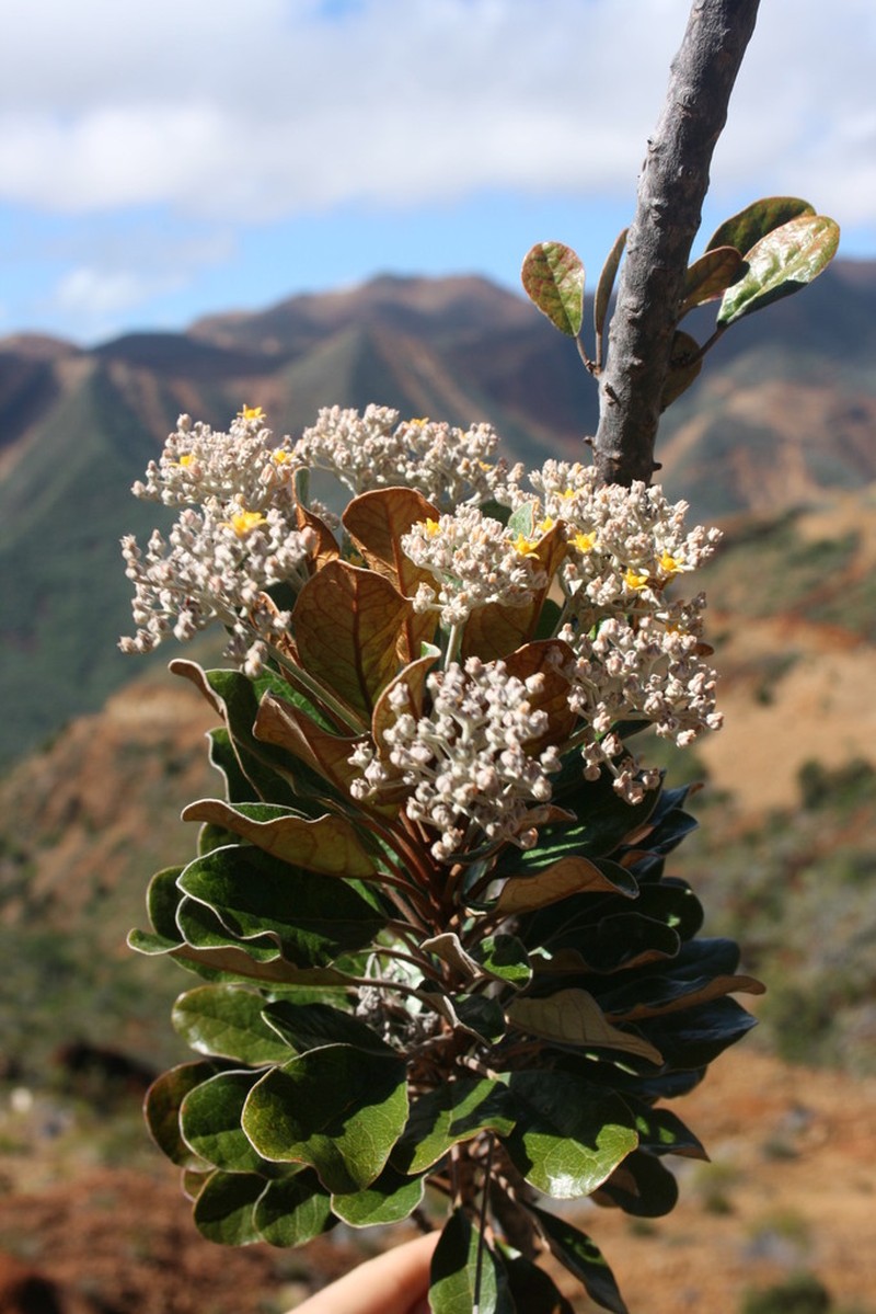 Argophyllum grunowii photo 7