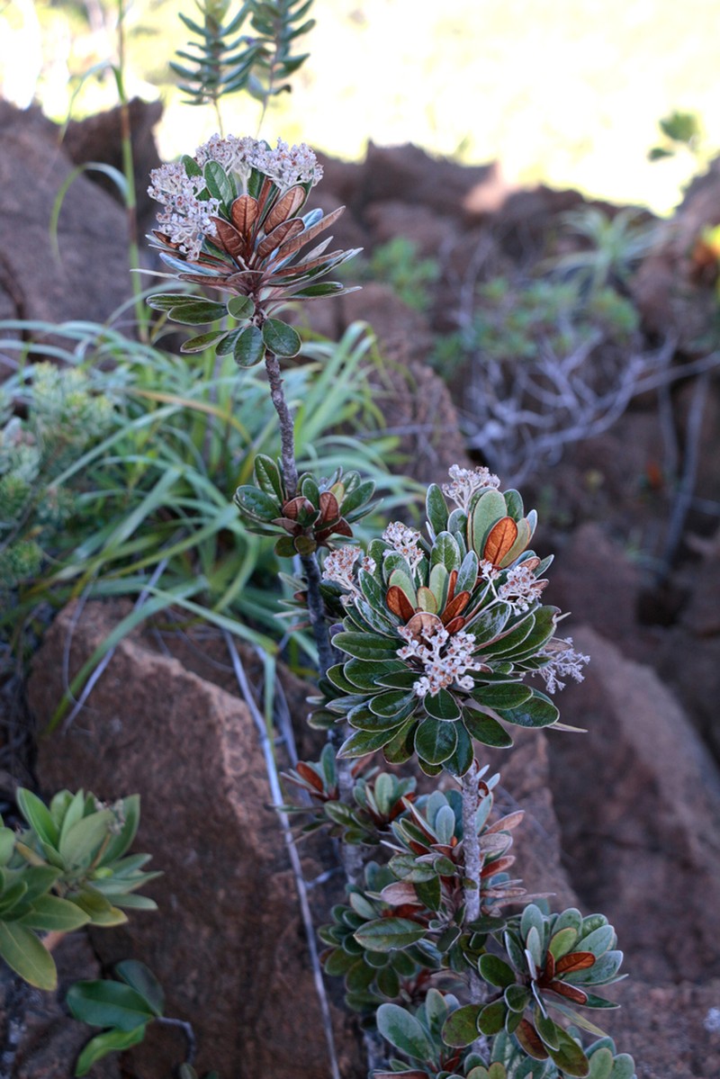 Argophyllum grunowii photo 8