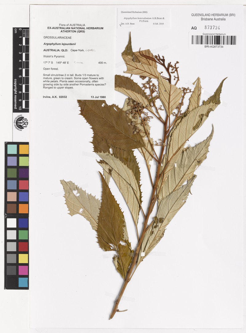 Argophyllum heterodontum