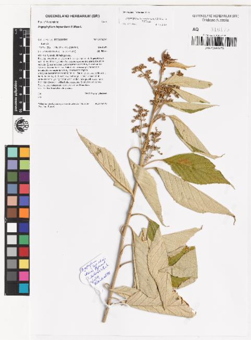 Argophyllum heterodontum photo 2