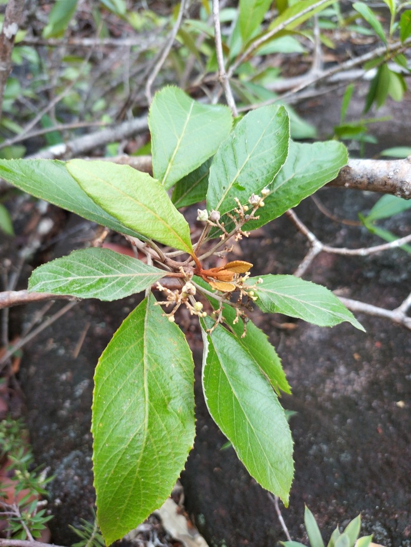 Argophyllum heterodontum photo 5