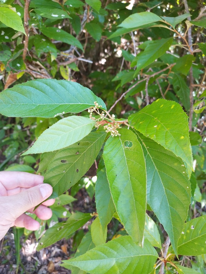 Argophyllum heterodontum photo 6
