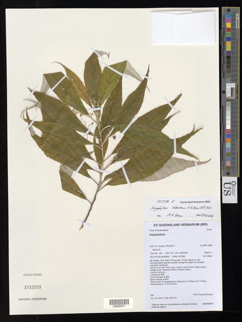 Argophyllum iridescens photo 4