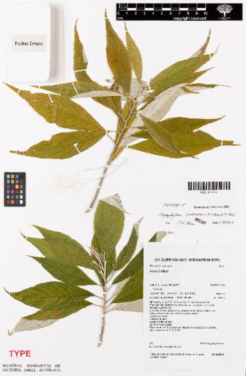Argophyllum iridescens photo 2
