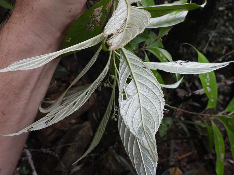 Argophyllum iridescens