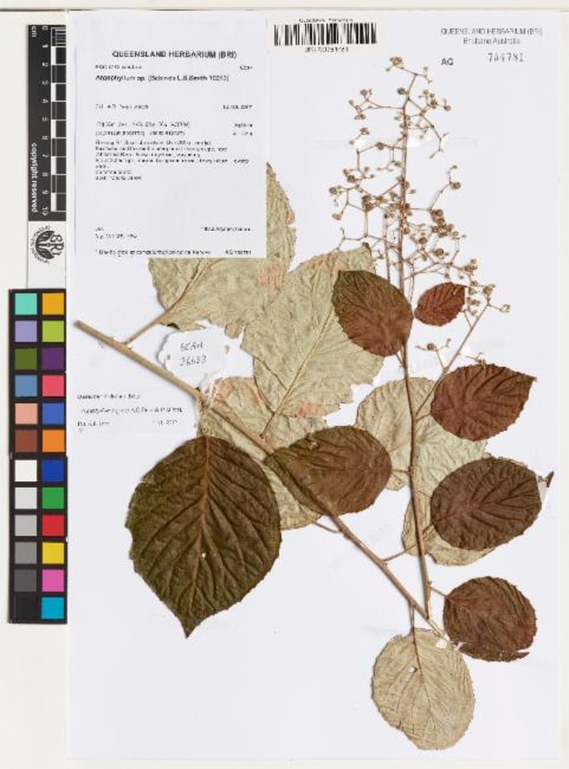 Argophyllum jagonis photo 2
