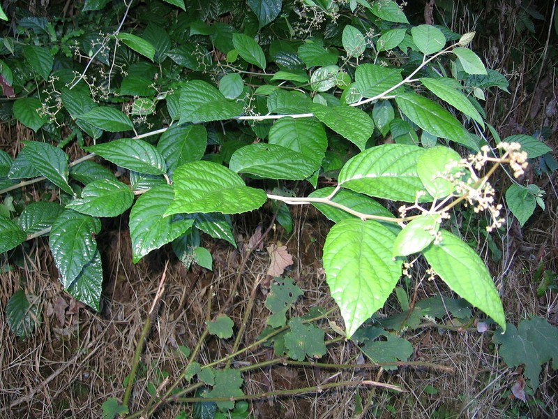 Argophyllum jagonis