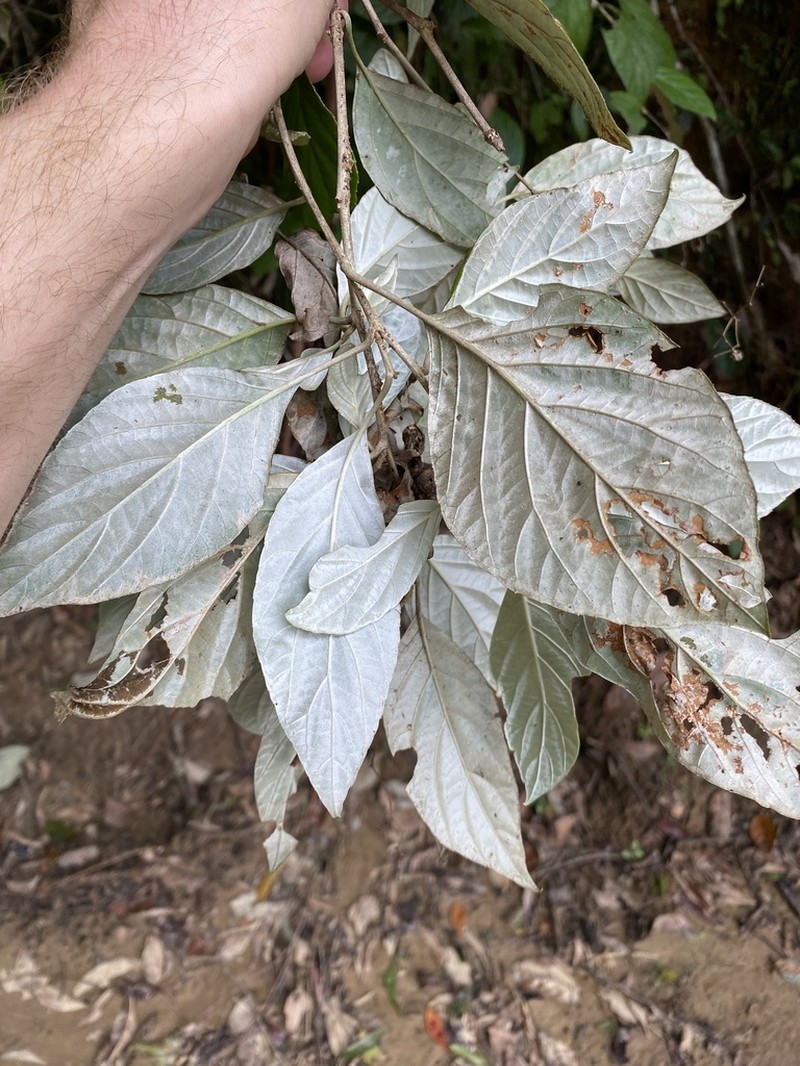 Argophyllum jagonis photo 3