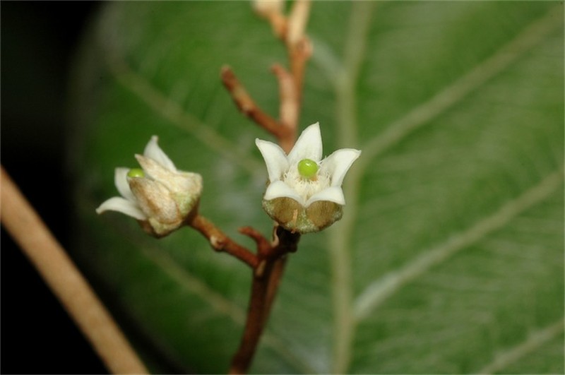 Argophyllum lejourdanii
