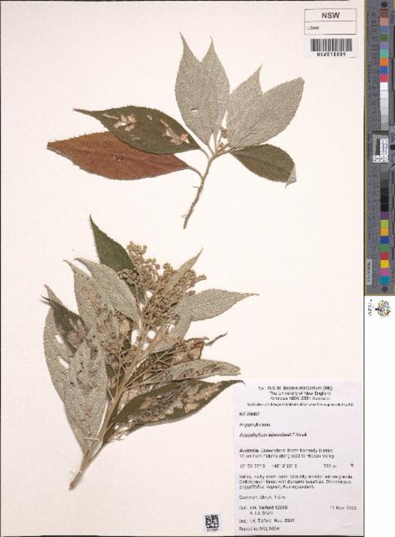 Argophyllum lejourdanii photo 2