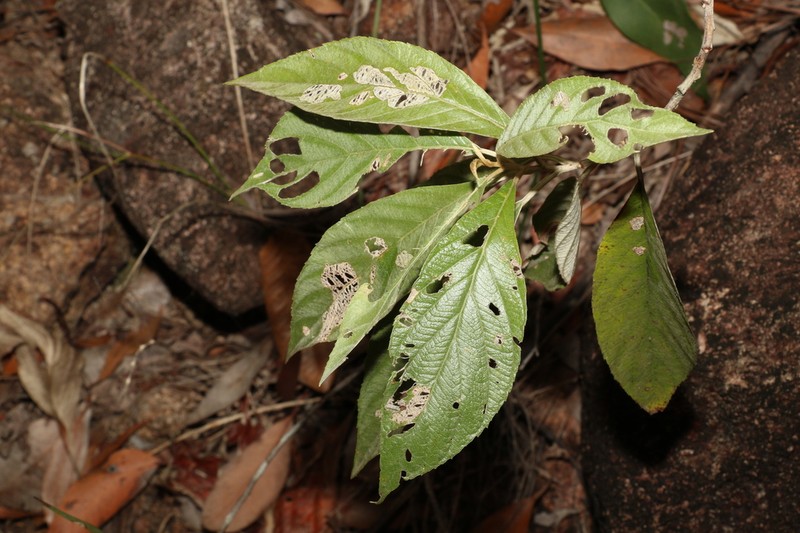 Argophyllum lejourdanii photo 3