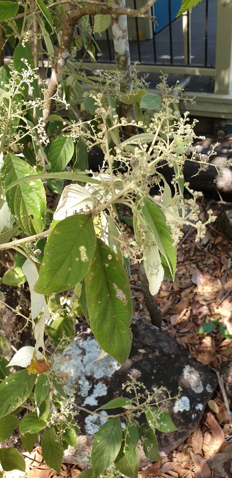 Argophyllum loxotrichum photo 5