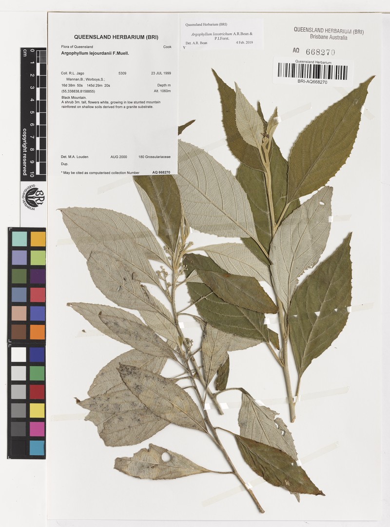 Argophyllum loxotrichum