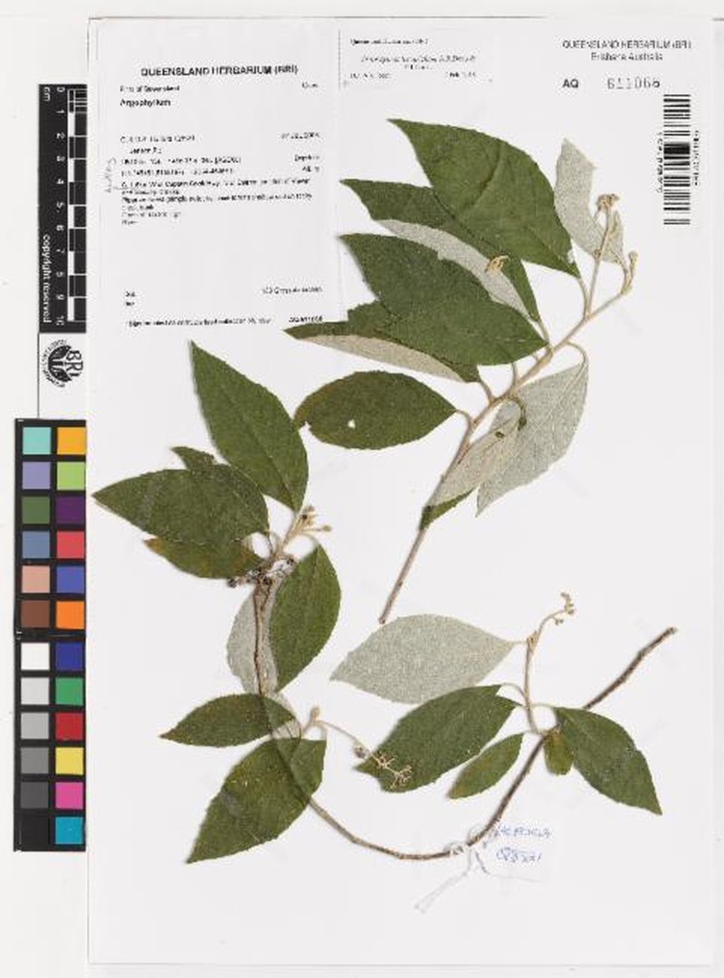 Argophyllum loxotrichum photo 2