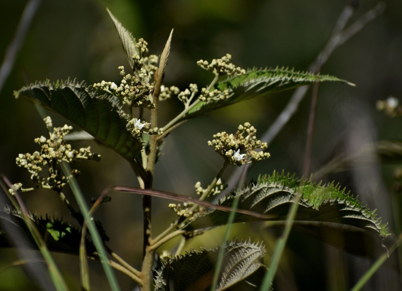 Argophyllum loxotrichum