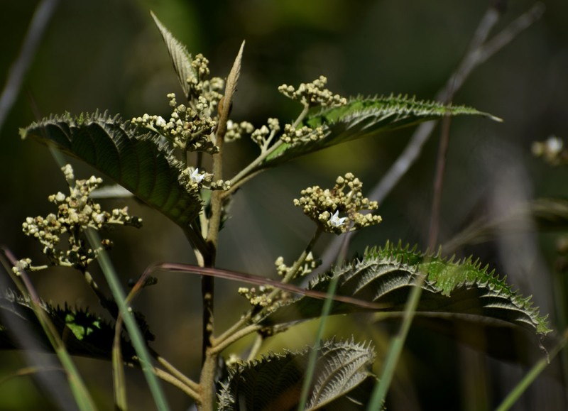 Argophyllum loxotrichum photo 3