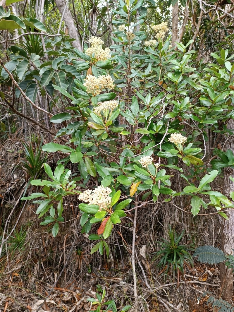 Argophyllum montanum