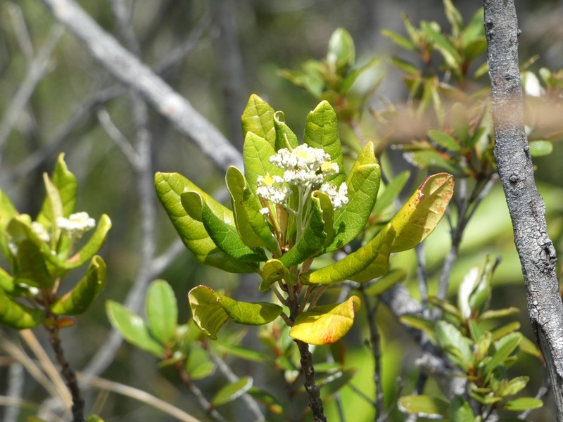 Argophyllum montanum photo 2