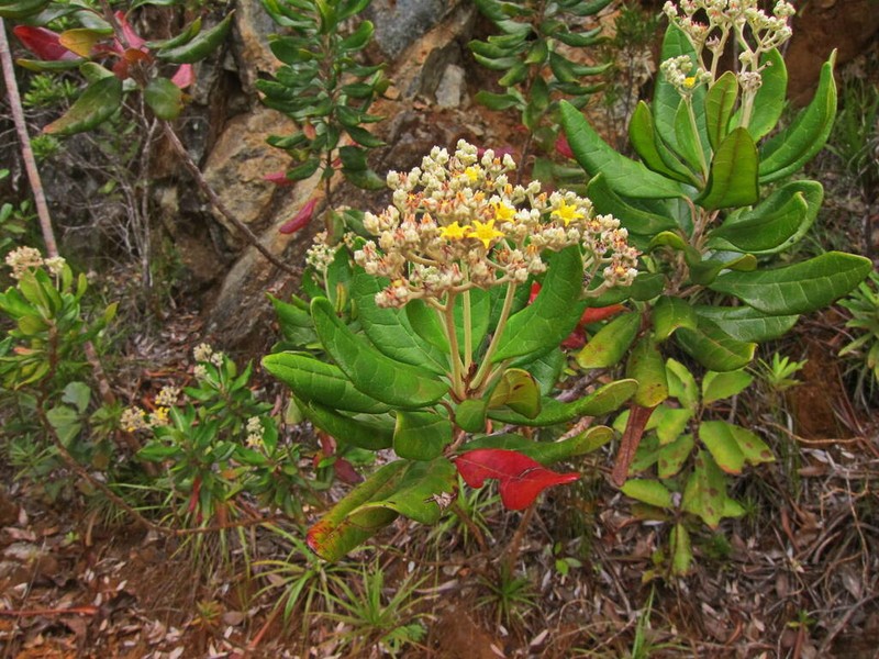 Argophyllum montanum photo 3