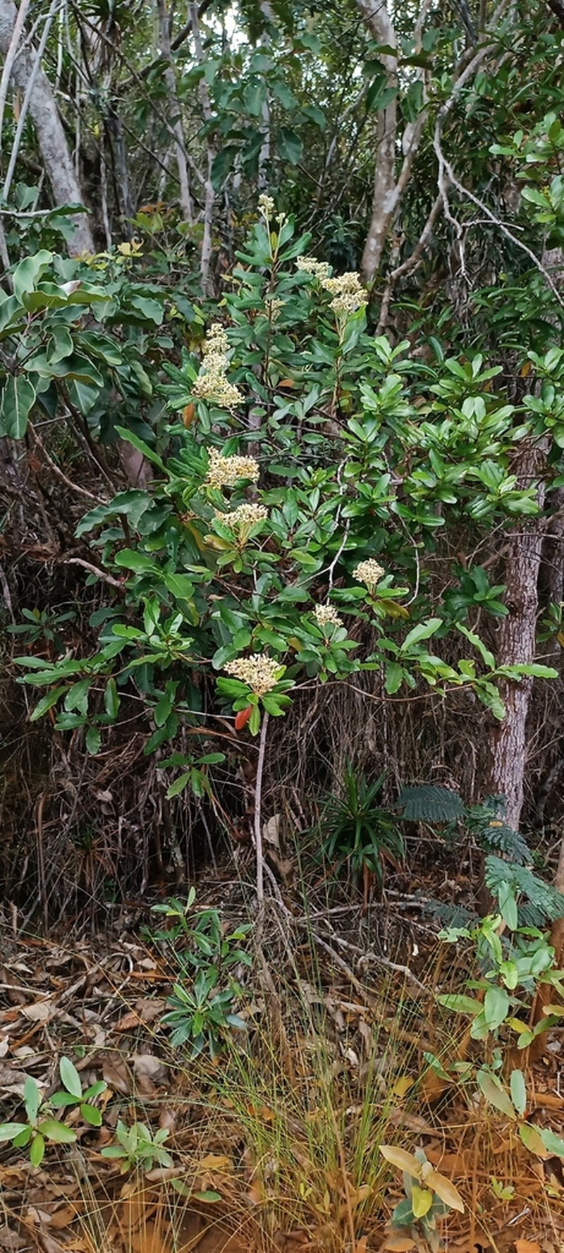 Argophyllum montanum photo 4