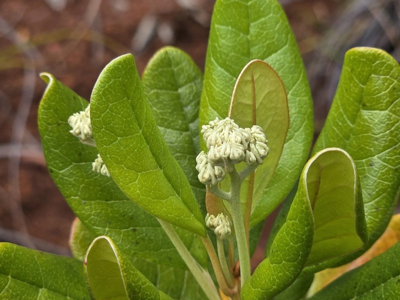 Argophyllum montanum photo 5