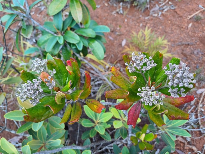 Argophyllum montanum photo 6