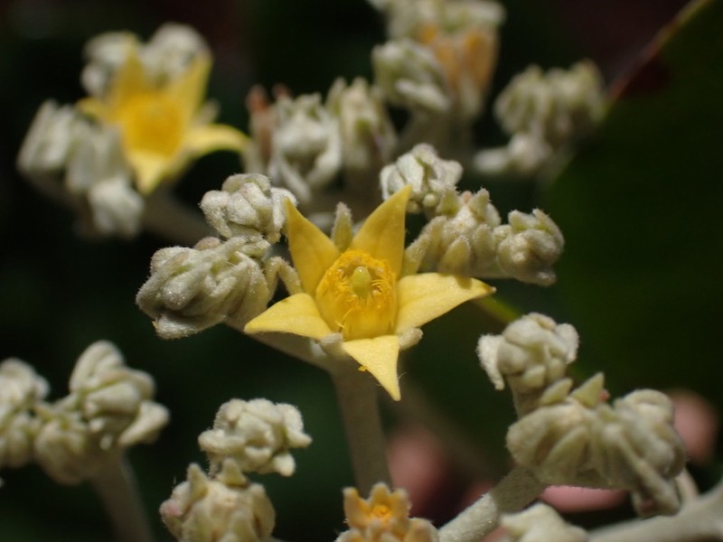 Argophyllum montanum photo 7