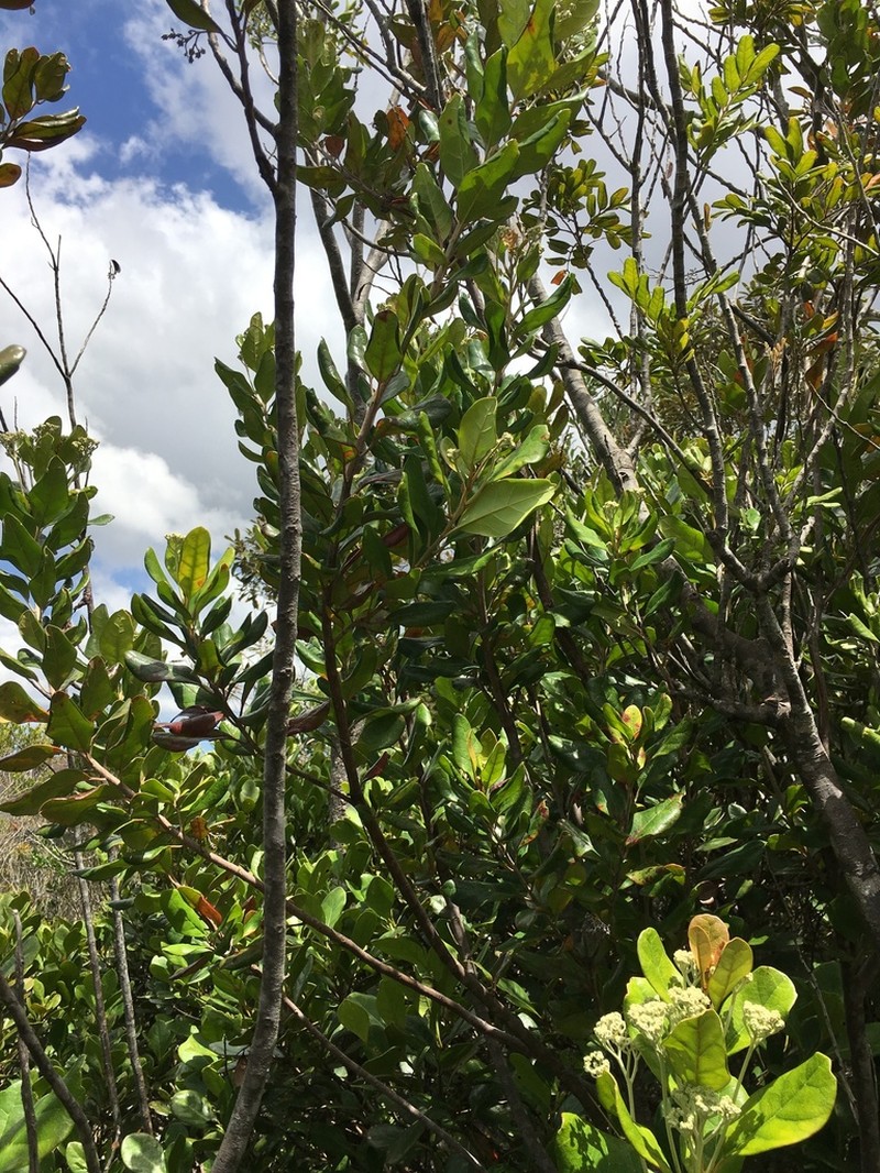 Argophyllum montanum photo 8
