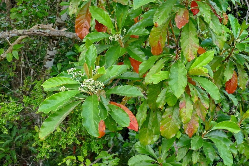 Argophyllum nitidum